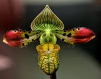 Paphiopedilum venustum