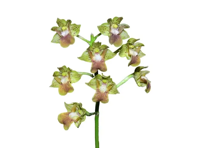 Dendrobium bifalce (Dendrobium)