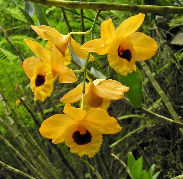 Dendrobium chrysotoxum v suavissimum x sib