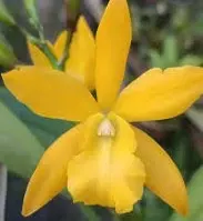 Encyclia Golden Sunburst (Encyclia)
