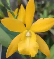 Eny. Golden Sunburst fragrant orchid — Not currently in bloom