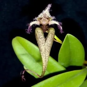 Bulbophyllum fascinator var hempaliana sp (Bulbophyllum)