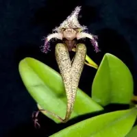 Bulbophyllum fascinator var hempaliana sp.