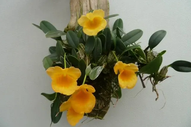 Dendrobium jenkinsii 'Big Plant'