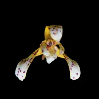 Maxillaria picta
