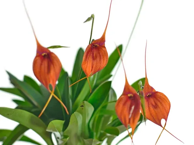 Masdevallia Dona Daisy De Alvarado (Masdevallia)
