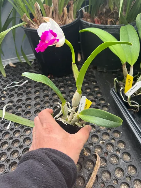 Rhyncholaeliocattleya Monthathip Holiday (Rhyncholaeliocattleya)