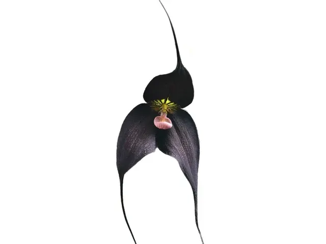 Dracula Raven (Dracula)
