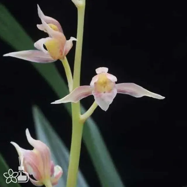 Cymbidium sinense 'Yu-Fei'