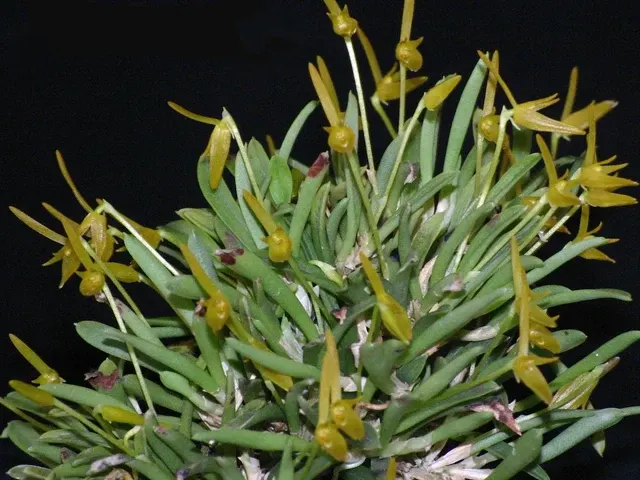 Barbosella prorepens (Barbosella)