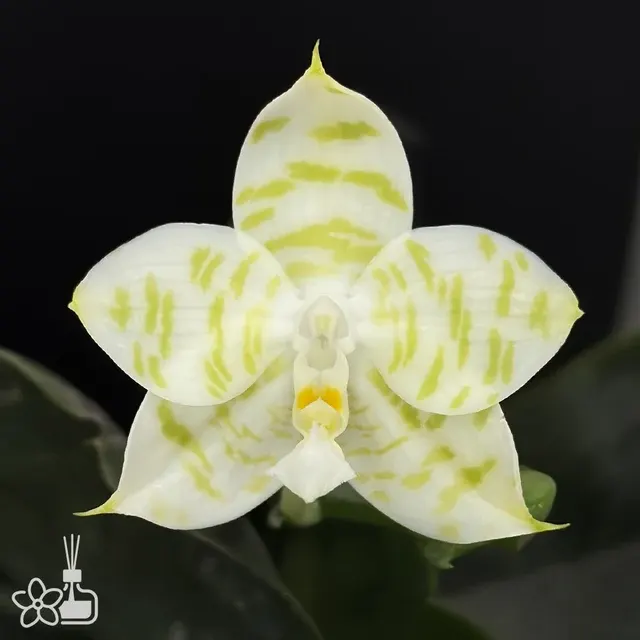 Phalaenopsis Mituo white tiger