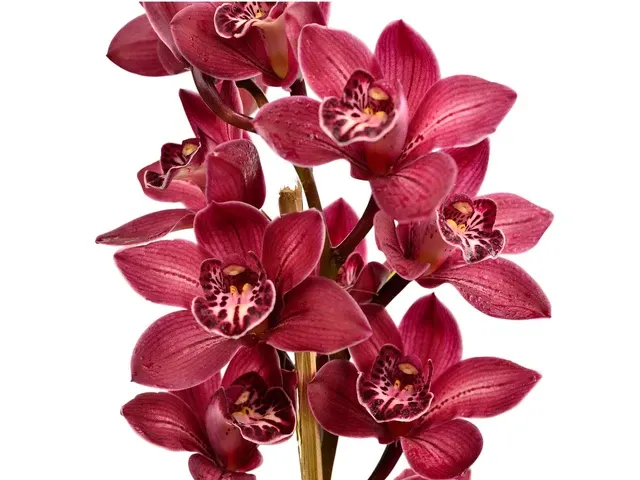 Cymbidium Bob Marlin Shocking (Cymbidium)