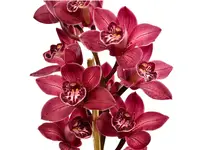 Cymbidium Bob Marlin Shocking (medium)