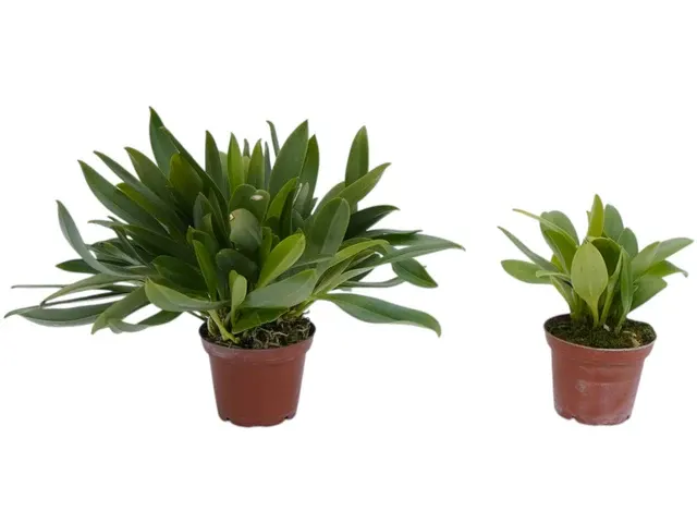 Masdevallia Heather Anderson (Masdevallia)