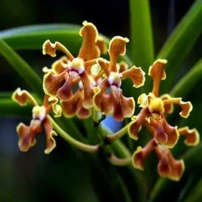 Vanda cootesii sp (Vanda)