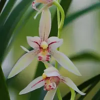 [Bare-root][Import AS-IS] #CC# Cym. ensifolium 'Bai-Niang-Zi' 建蘭白娘子 [BS/3GRS][Sept Preorder 26]