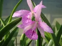 Bc. Maikai