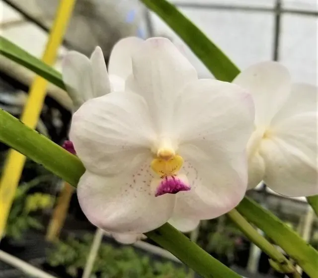 Vanda Muang Thong 'NN'