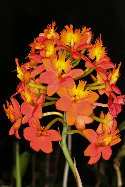 Epidendrum Pacific Heat (Epidendrum)