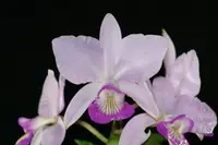 C. Memorial Chuang Wen-Hsien 'Hsinying' (VC020) (Hybrid)