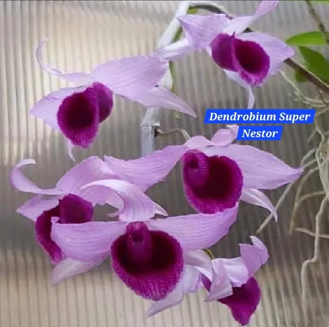 Dendrobium Super Nastor (Dendrobium)