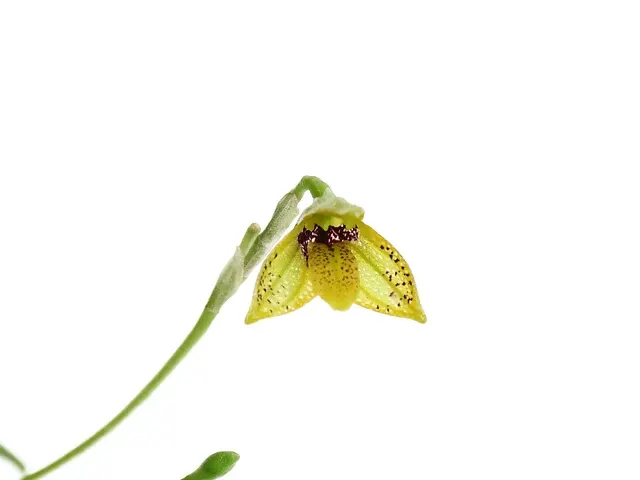Masdevallia mentosa (Masdevallia)