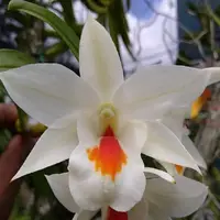 Dendrobium Jairak 'Dawn'