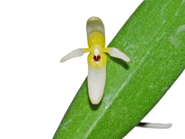 Pleurothallis crocodiliceps