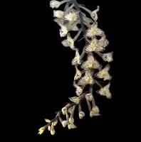 Bulbophyllum lindleyanum