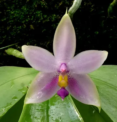 Phalaenopsis violacea v coerulea