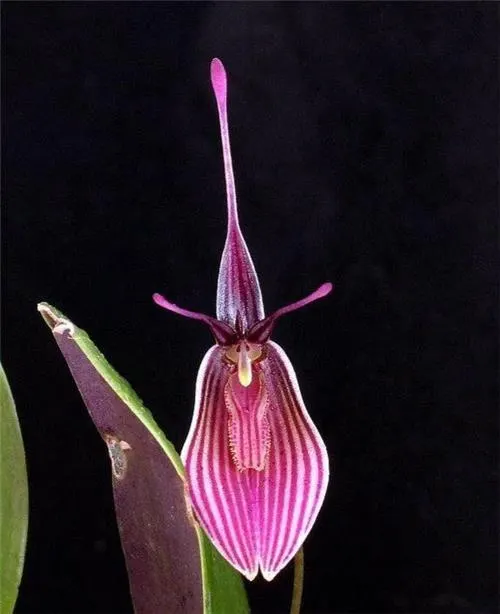 Restrepia purpurea (Restrepia)