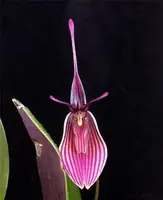 Restrepia purpurea