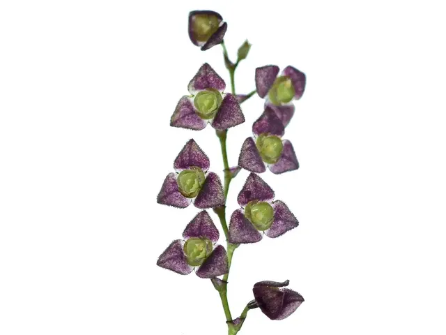 Stelis jamesonii (Stelis)