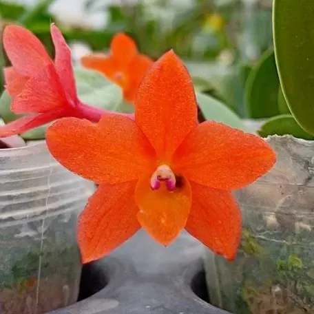 Sophronitis cernua × sib (Sophronitis)