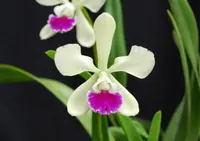 Epc. El Hatillo 'Pinta' BM/JOGA (C. mossiae x Epi. tampense) (M170N) (Hybrid) Epc.=Epicattleya / Epi.=Epidendrum SS