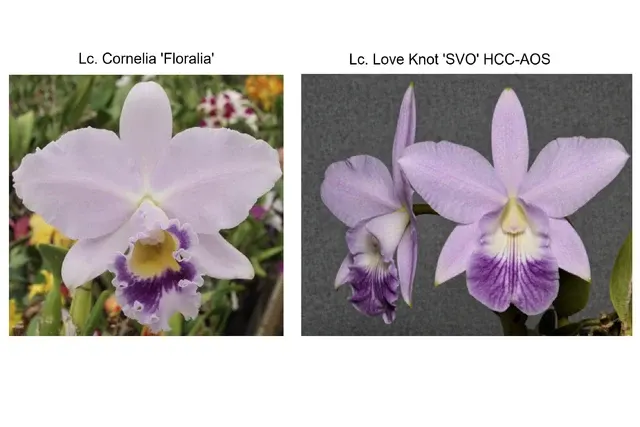 Laeliocattleya Cornelis' Love (Laeliocattleya)