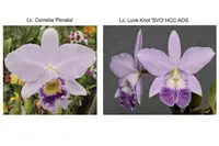 Lc. Cornelis' Love (Lc. Cornelia 'Floralia' x Lc. Love Knot 'SVO' HCC/AOS)