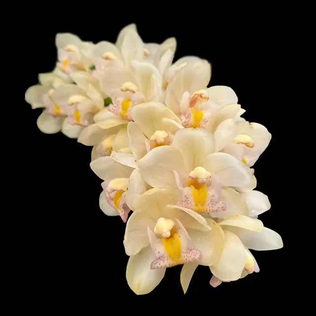 Cymbidium Paradisian Choice 'Dreamer' (Cymbidium)