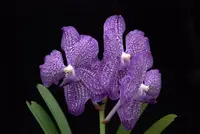 Vanda-WILL BLOOM IN 2-8 MONTHS colors may vary