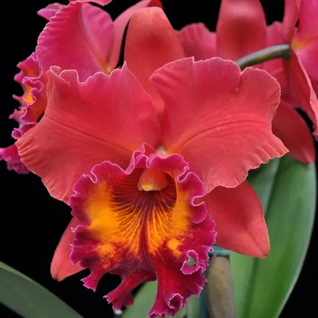Rhyncholaeliocattleya Sharon King 'Yuki'