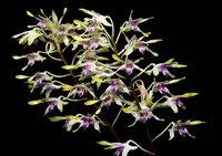 Dendrobium canaliculatum (Small) 2 plants