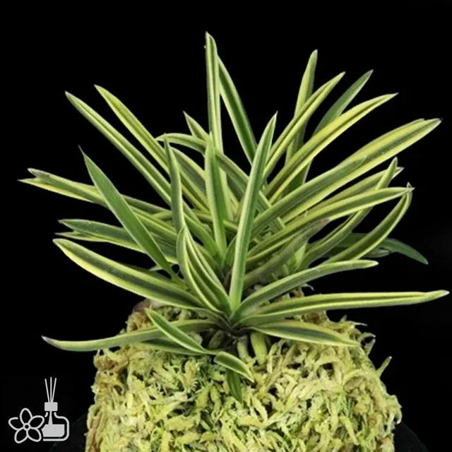Neofinetia falcata 'Higashidemiyako' (Neofinetia)