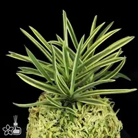 [Bare-root] #VA# Neofinetia (V.) falcata 'Higashidemiyako' 東出都 [2.5" BS][Oct in stock 26]