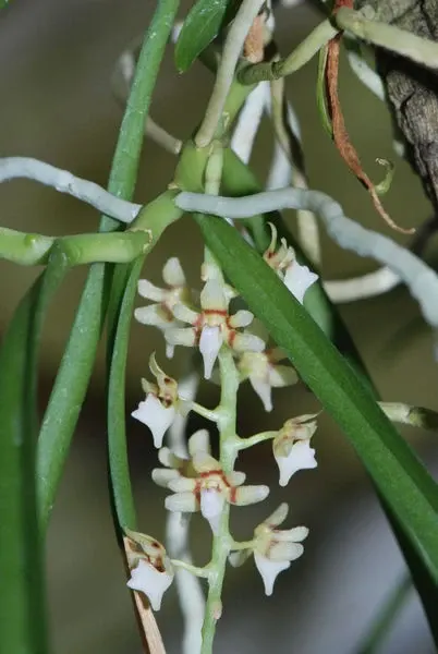 Tuberolabium odoratissimum