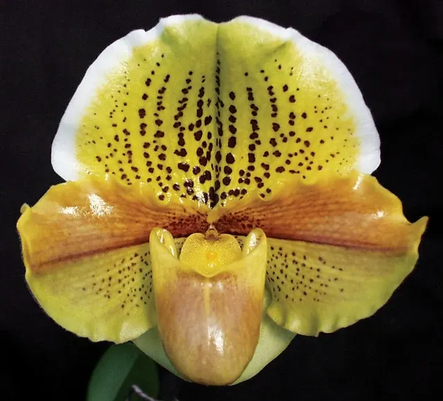 Paphiopedilum Honeycomb Creek ‘Butterdish’ AM/AOS (Paphiopedilum)