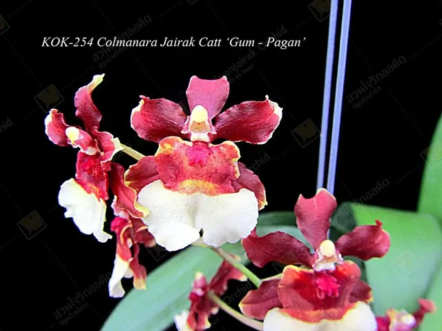 Oncidium Jairak Catt 'Gum-Pagan'