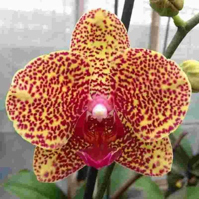 Phalaenopsis Fusheng Paradise 'Golden Leopard'