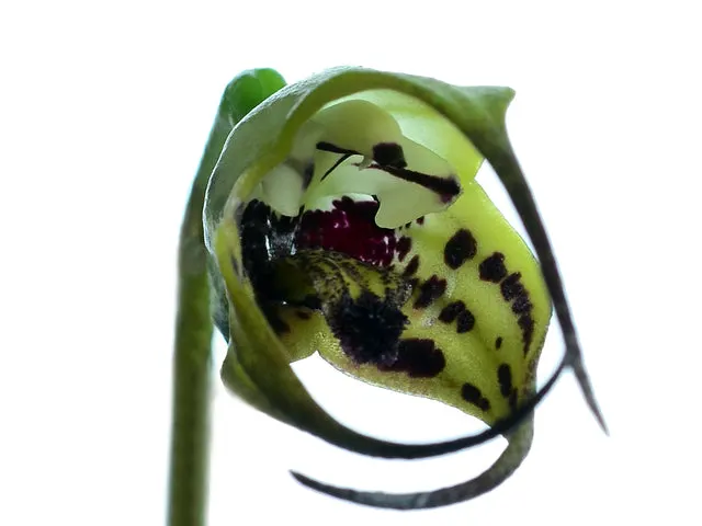 Masdevallia lappifera (Masdevallia)