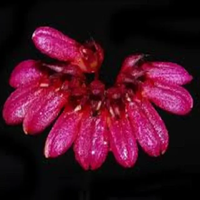 Bulbophyllum corolliferum sp (Bulbophyllum)