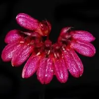 Bulbophyllum corolliferum sp.
